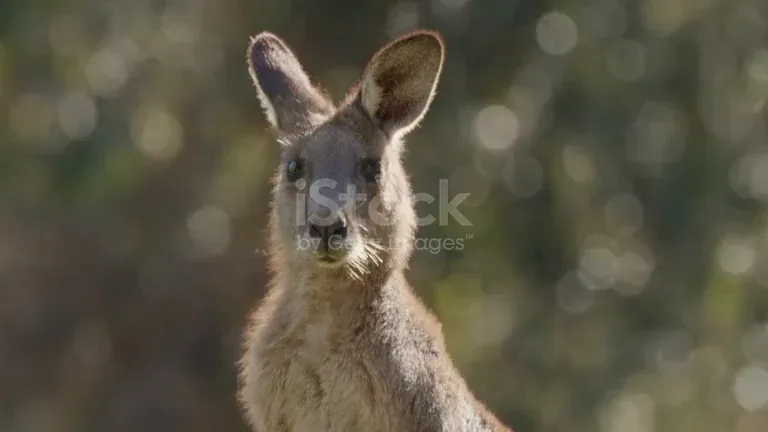 Kangaroo in soft morning light