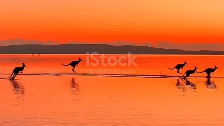 Kangaroos crossing a salt lake at sunset