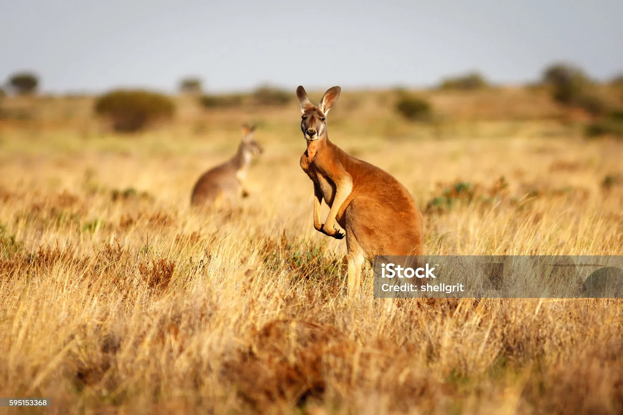 Kangaroo in golden grassland