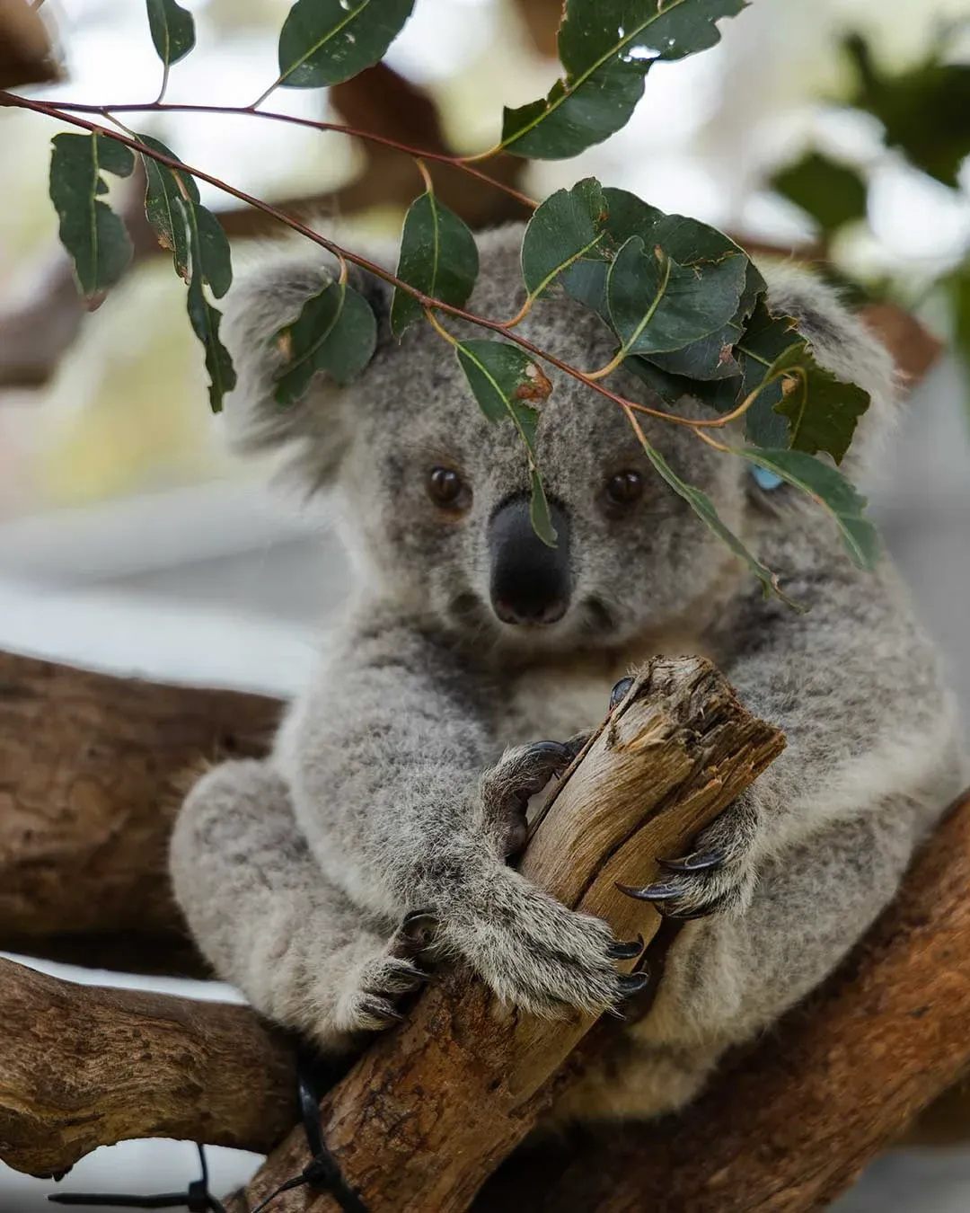 Koala in a eucalypt