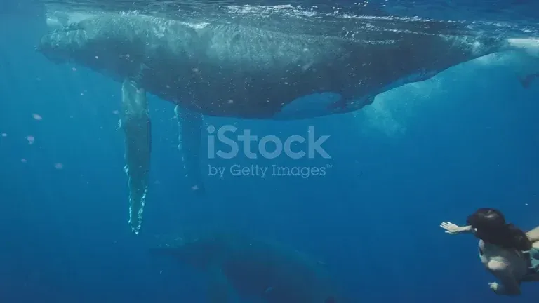 A swimmer alongside a whale